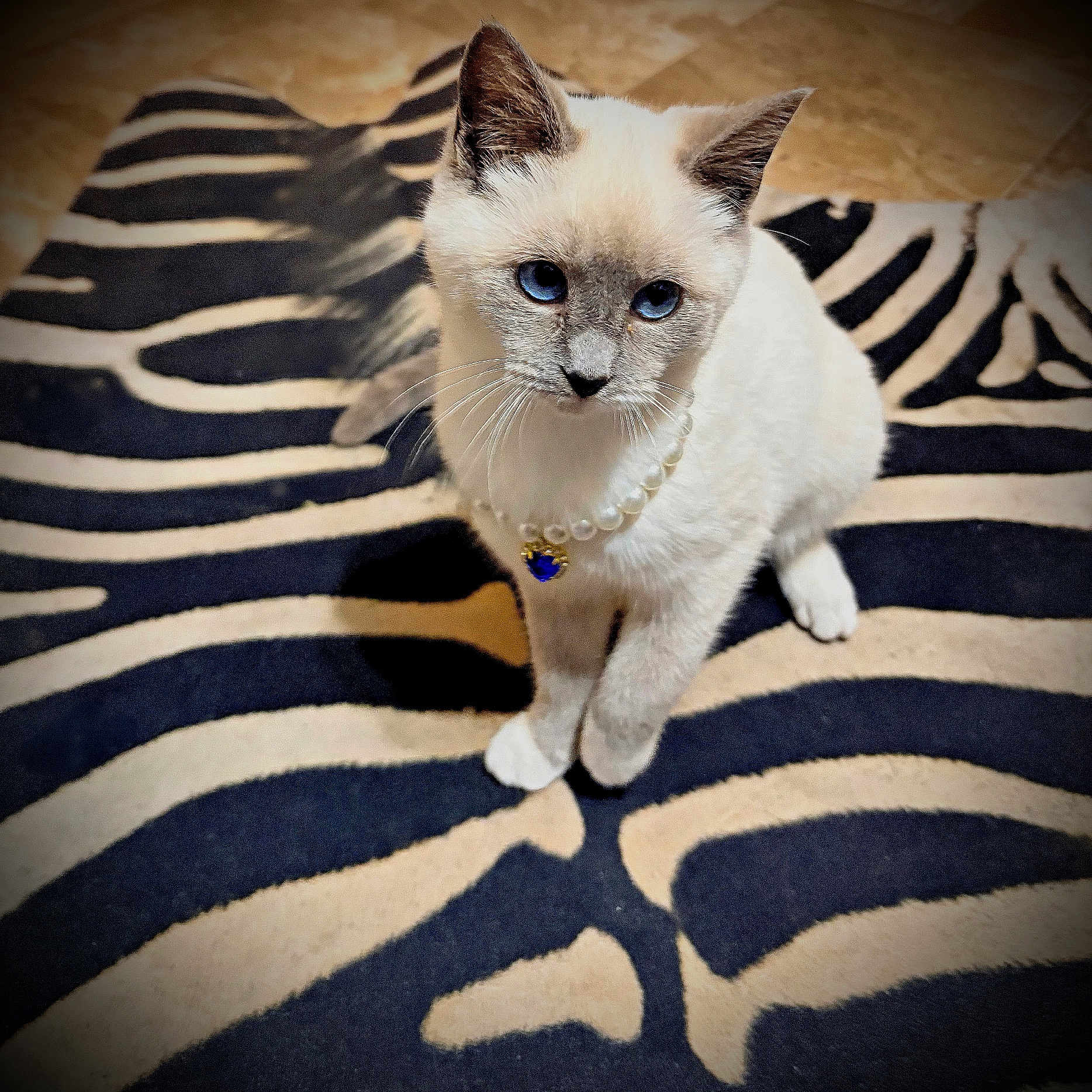 Vanillia is registered to the contest to win money with this photo: adorable, blue_eyes, cat, closeup, domestic_cat, feline, fur, home, indoor, jewelry, kitten, looking_up, pattern, pearl_necklace, pendant, pet, portrait, sitting, whiskers, zebra_rug