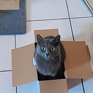Snoopie participe au concours pour gagner de l'argent avec cette photo : cat, gray_cat, cardboard_box, floor_tiles, indoor, pet, animal, green_eyes, looking_up, curious, feline, small_box, domestic_cat, box_play, cute, sitting, whiskers, ears, fur, household