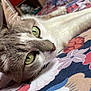 cat, green_eyes, close_up, floral_pattern, bedspread, indoor, pet, relaxed, feline, whiskers, fur, lying_down, cozy, background_blur, lamp, shelf, home, domestic, animal, resting