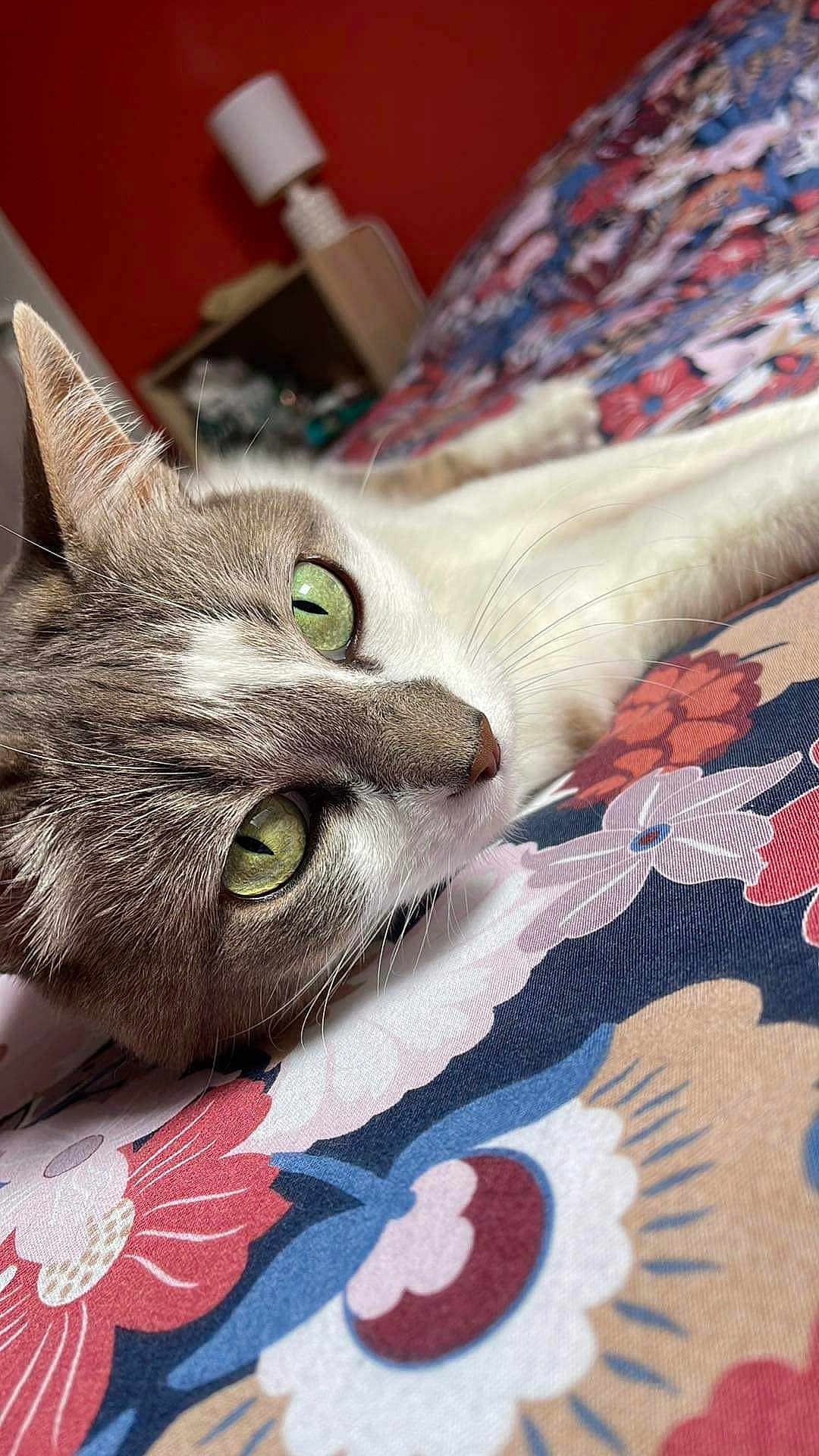 Milky participe au concours pour gagner de l'argent avec cette photo : cat, green_eyes, close_up, floral_pattern, bedspread, indoor, pet, relaxed, feline, whiskers, fur, lying_down, cozy, background_blur, lamp, shelf, home, domestic, animal, resting