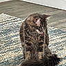 Ash is registered to the contest to win money with this photo: animal, blue_rug, cat, corner, cute, domestic_animal, feline, flooring, fluffy, fur, indoor, pet, playful, rug, sitting, tabby_cat, tongue_out, whiskers, white_wall, wooden_floor