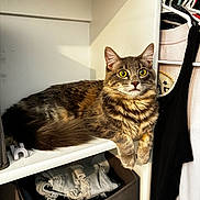 Ash joined the competition — help win amazing prizes! animal, cat, closet, clothing, cozy, curious, cute, folded_clothes, fur, furniture, hanger, home, indoor, organized, pet, resting, shelf, storage_bin, tabby_cat, yellow_eyes