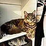 animal, cat, closet, clothing, cozy, curious, cute, folded_clothes, fur, furniture, hanger, home, indoor, organized, pet, resting, shelf, storage_bin, tabby_cat, yellow_eyes