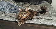 Ash joined the competition — help win amazing prizes! animal, bed, bedding, blanket, cat, comfort, cozy, curious, domestic_animal, feline, fluffy, furniture, gray, home, indoor, living_room, looking, pet, relaxed, resting
