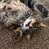 Ash joined the competition — help win amazing prizes! animal, carpet, cat, closeup, curious, cute, fluffy, fur, indoor, lying_down, mischievous, paw, pet, playful, relaxed, stretching, tabby, teeth, whiskers, yellow_eyes
