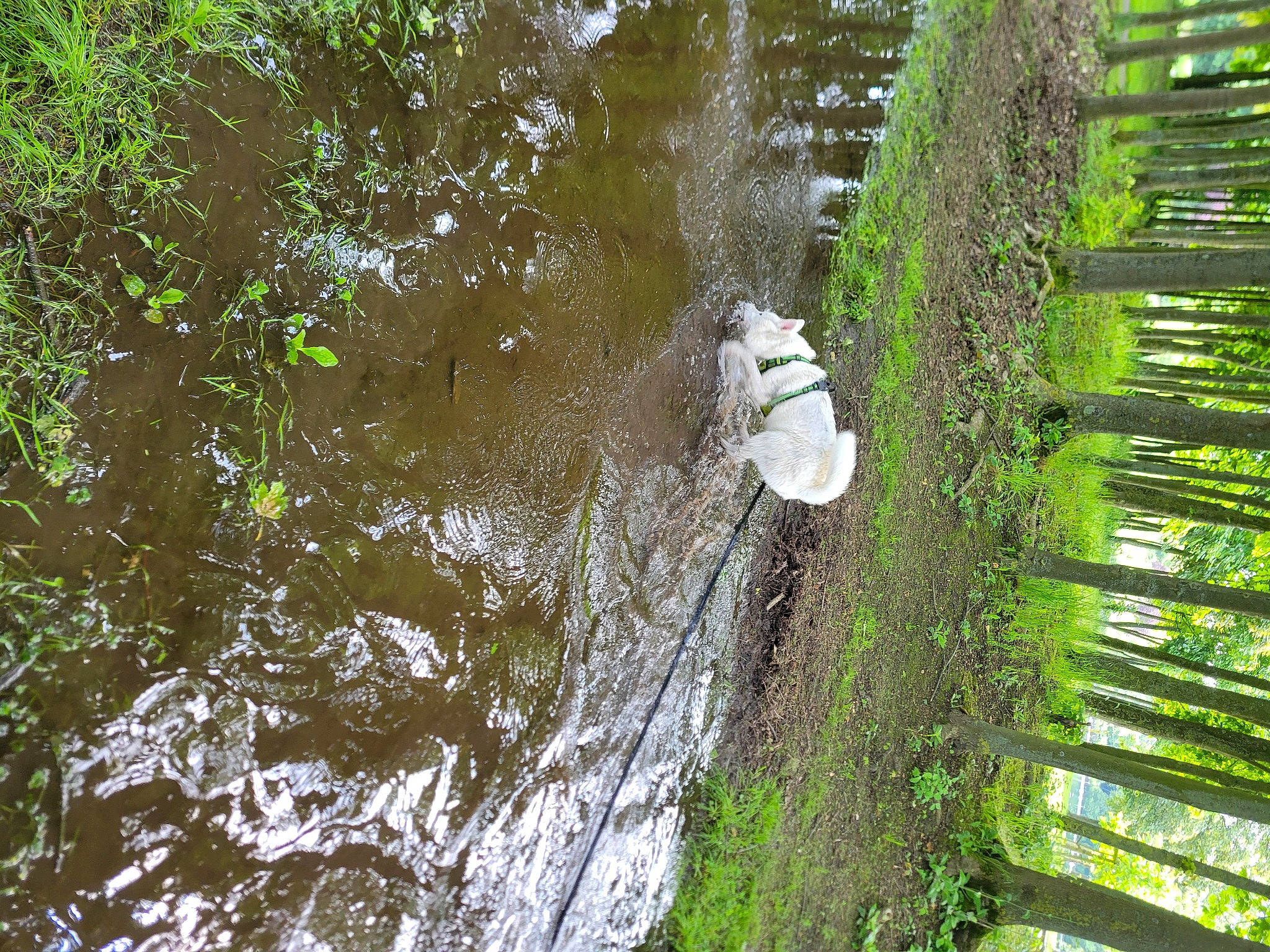 Usko a rejoint le concours — aidez-le/la à gagner de superbes lots ! branch, ecoregion, forest, grass, lake, landscape, natural_landscape, plant, riparian_zone, shrub, temperate_broadleaf_and_mixed_forest, terrestrial_plant, tree, trunk, water, watercourse, wetland, wood, woodland, woody_plant