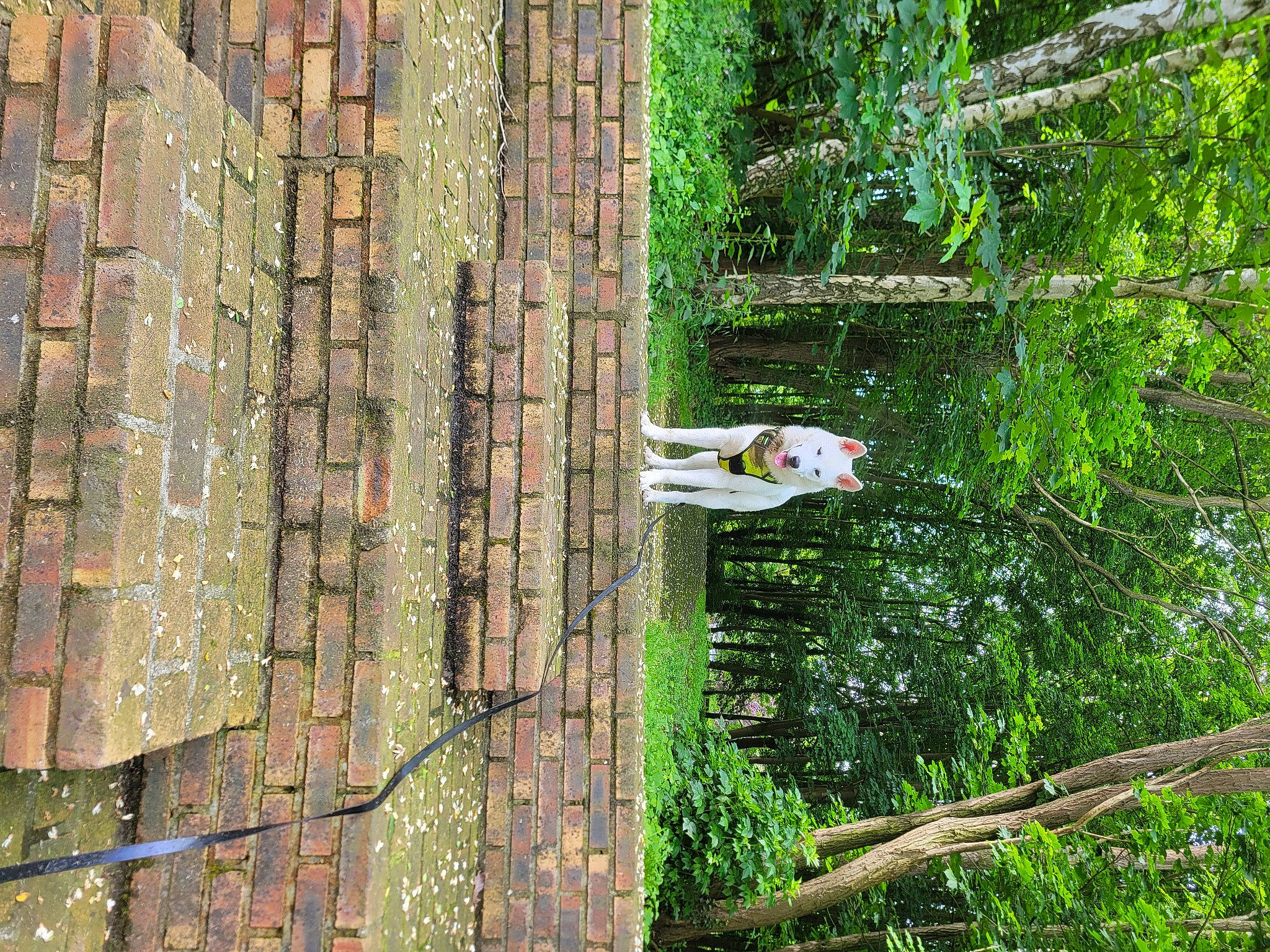 Usko participe au concours pour gagner de l'argent avec cette photo : deciduous, forest, fruit, grass, jungle, landscape, northern_hardwood_forest, old_growth_forest, plant, plant_stem, rainforest, temperate_broadleaf_and_mixed_forest, terrestrial_plant, tree, tropical_and_subtropical_coniferous_forests, trunk, twig, valdivian_temperate_rain_forest, wood, woodland