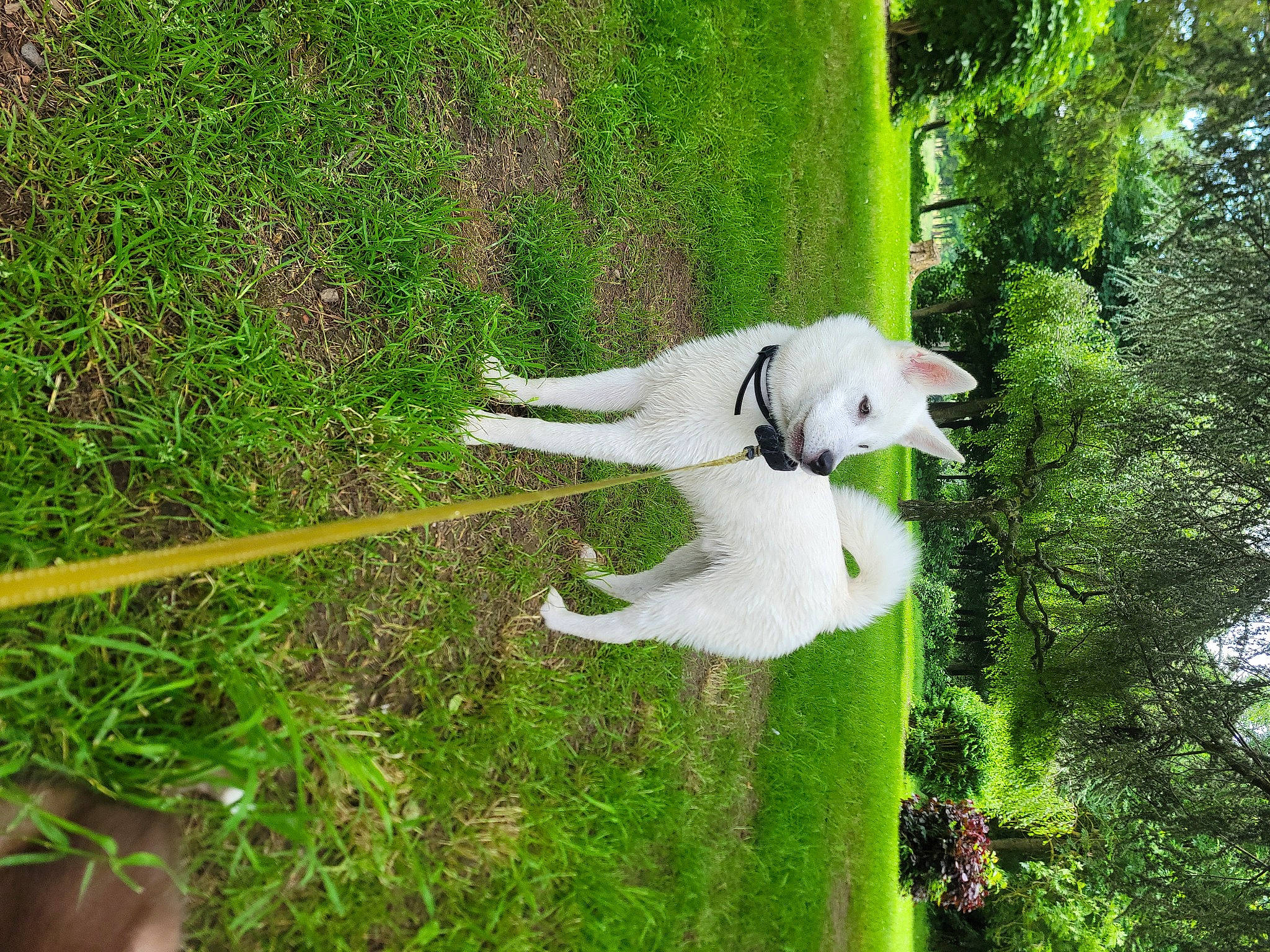 Usko participe au concours pour gagner de l'argent avec cette photo : canidae, carnivore, cockatoo, companion_dog, dog, dog_breed, grass, grass_family, grassland, landscape, lawn, plant, pole, shrub, sporting_group, tail, tree, vegetation, water, working_animal