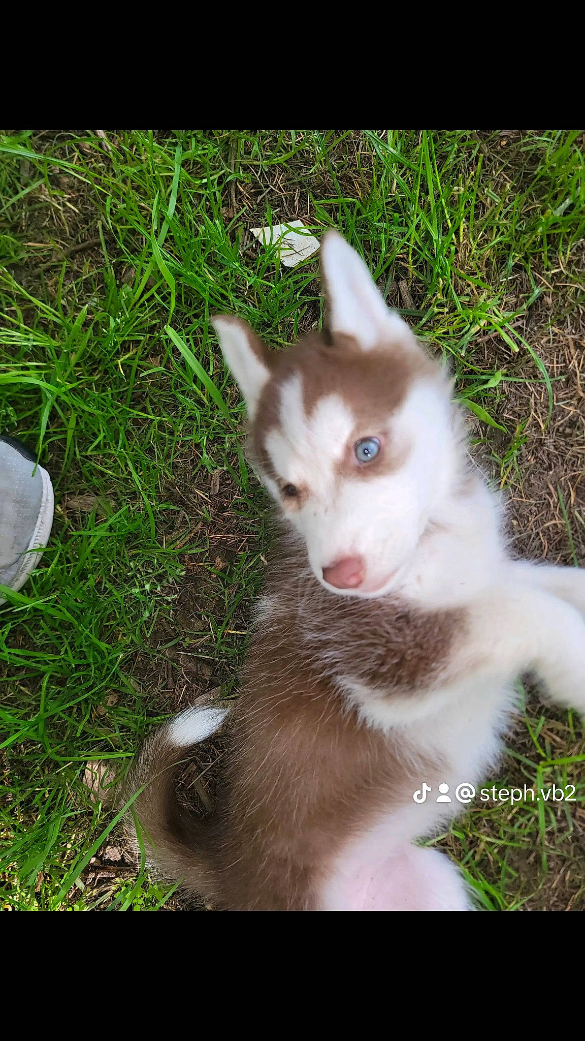 Kira a rejoint le concours — aidez-le/la à gagner de superbes lots ! carnivore, cat, domestic_short_haired_cat, fawn, felidae, fur, grass, plant, small_to_medium_sized_cats, snout, tail, terrestrial_animal, whiskers
