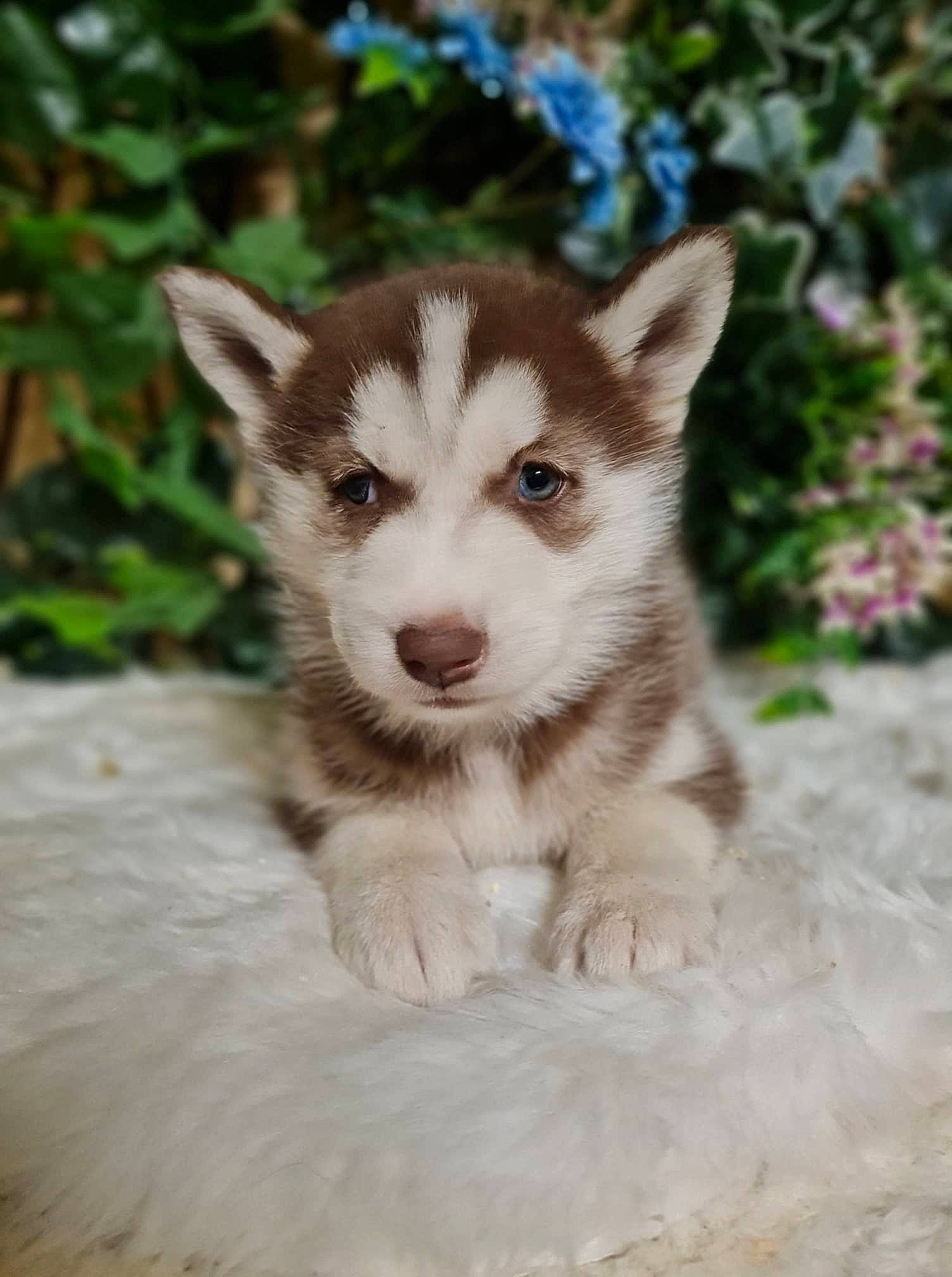 Kira participe au concours pour gagner de l'argent avec cette photo : ancient_dog_breeds, canidae, canis, carnivore, companion_dog, dog, dog_breed, fawn, fur, plant, sled_dog, snout, sporting_group, terrestrial_animal, whiskers, wildlife, working_animal, working_dog