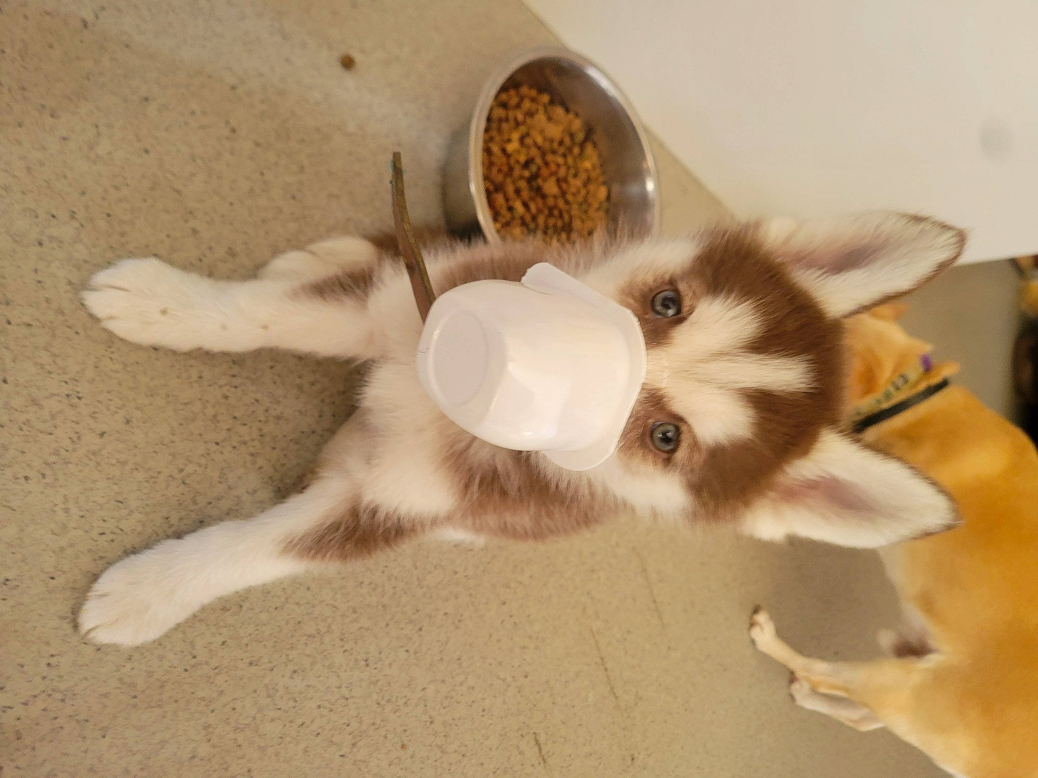 Kira a rejoint le concours — aidez-le/la à gagner de superbes lots ! canidae, carnivore, cat, companion_dog, dog_breed, fawn, felidae, flooring, fur, paw, small_to_medium_sized_cats, tail, whiskers, working_animal