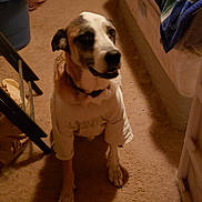 Rocky joined the competition — help win amazing prizes! dog, tshirt, carpet, bed, blanket, chair, shoe, laundry_basket, room, indoor, pet, sitting, shadow, collar, furniture, floor, domestic, brown, white, casual