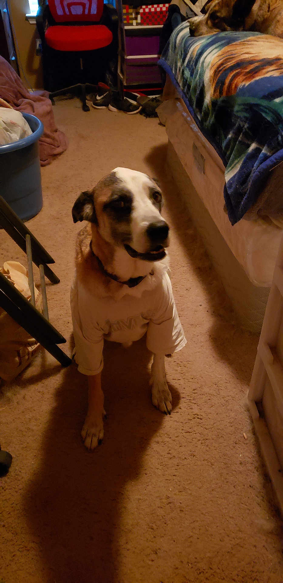 Rocky joined the competition — help win amazing prizes! dog, tshirt, carpet, bed, blanket, chair, shoe, laundry_basket, room, indoor, pet, sitting, shadow, collar, furniture, floor, domestic, brown, white, casual