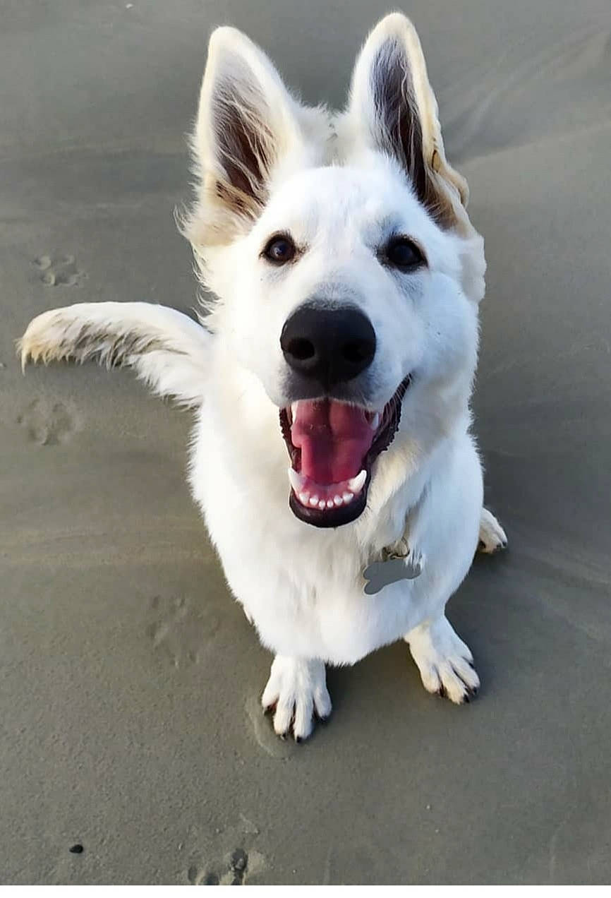 Kida participe au concours pour gagner de l'argent avec cette photo : berger_blanc_suisse, canidae, carnivore, dog, dog_breed, german_shepherd_dog, herding_dog, mammal, rare_breed_dog, snout, vertebrate, white_shepherd