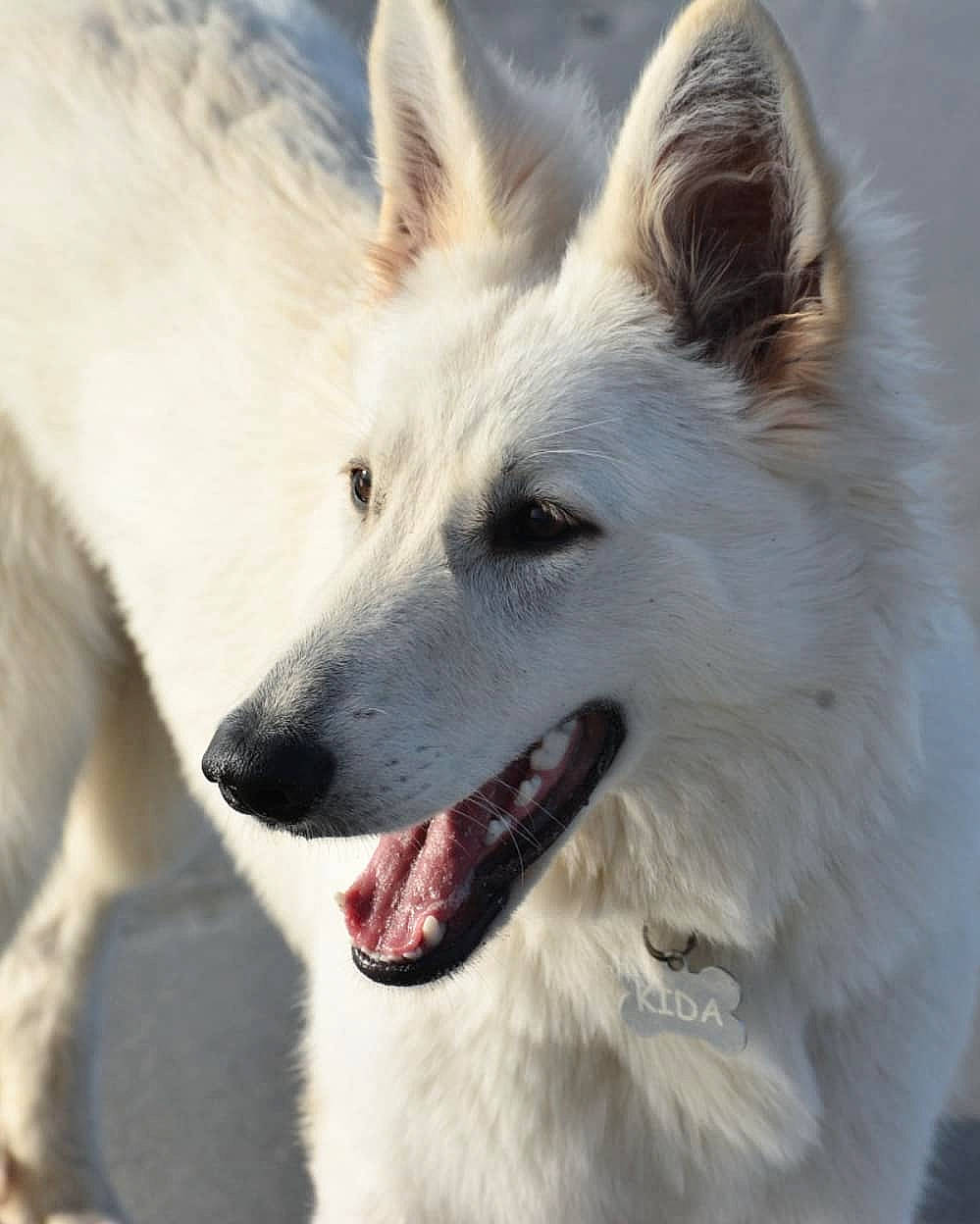 Kida participe au concours pour gagner de l'argent avec cette photo : american_eskimo_dog, ancient_dog_breeds, berger_blanc_suisse, canadian_eskimo_dog, canidae, carnivore, dog, dog_breed, herding_dog, indian_spitz, kunming_wolfdog, mammal, rare_breed_dog, snout, vertebrate, white_shepherd