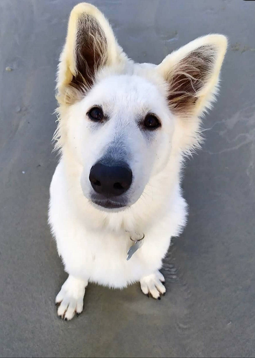 Kida participe au concours pour gagner de l'argent avec cette photo : ancient_dog_breeds, berger_blanc_suisse, canaan_dog, canidae, carnivore, dog, dog_breed, herding_dog, kintamani, mammal, rare_breed_dog, snout, vertebrate, white_shepherd