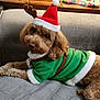 brown_dog, christmas_hat, costume, cute, decorations, dog, ears, eyes, face, festive, fur, green_outfit, holiday_clothing, indoor, lying_down, pet, quilted_blanket, reindeer_antlers, relaxed, table