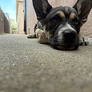 Buttercup is registered to the contest to win money with this photo: dog, puppy, closeup, outdoor, concrete, wall, ears, face, lying_down, animal, pet, canine, pathway, blurred_background, sky, building, resting, calm, young_dog, sidewalk
