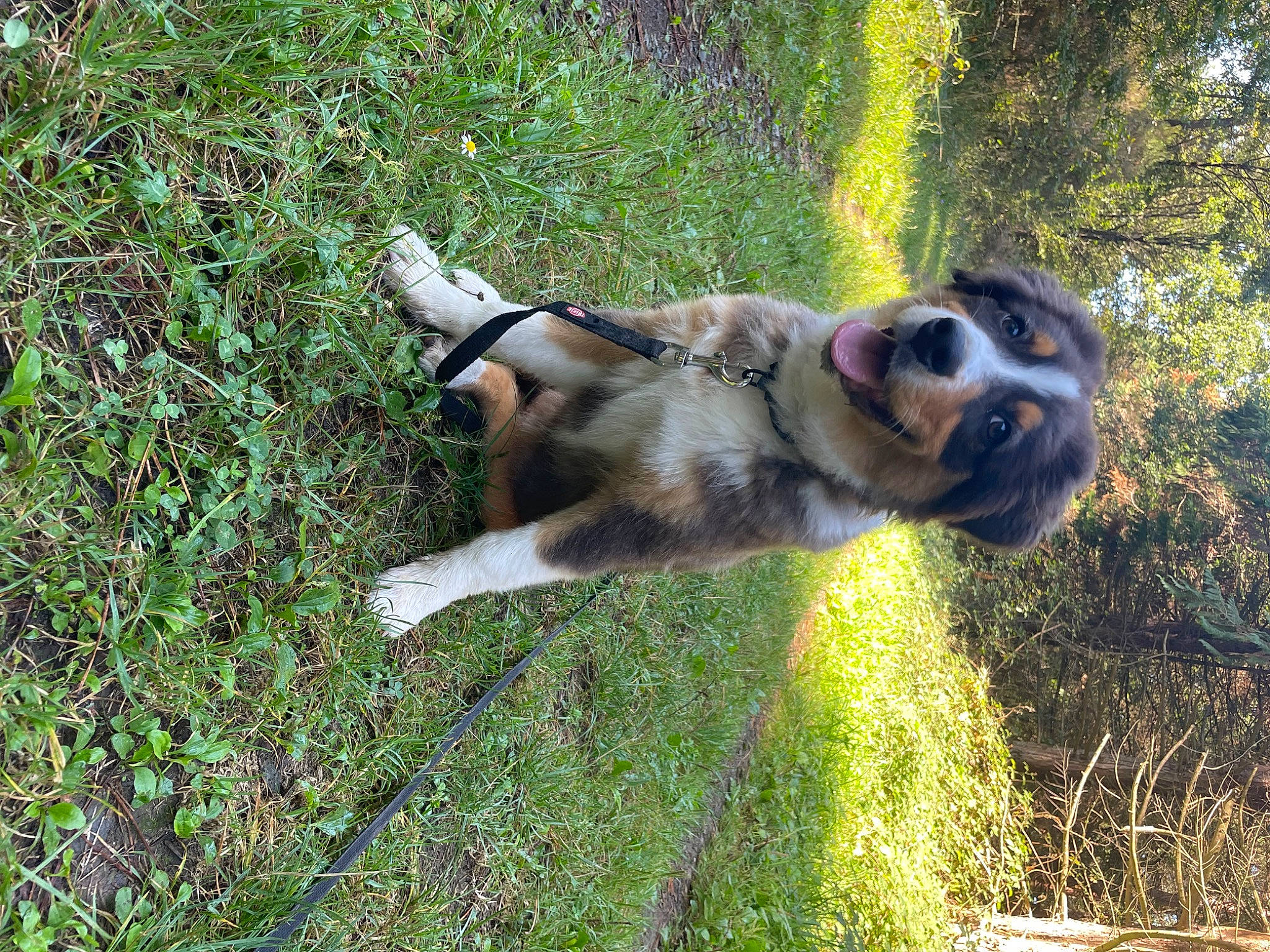 Uppa participe au concours pour gagner de l'argent avec cette photo : canidae, carnivore, companion_dog, dog, dog_breed, fawn, grass, grass_family, groundcover, hunting_dog, plant, puggle, puppy, snout, sporting_group, tail, terrestrial_animal, tree, working_animal, working_dog
