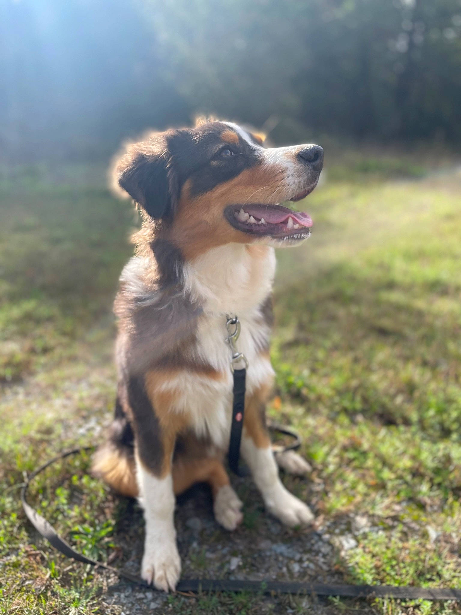 Uppa participe au concours pour gagner de l'argent avec cette photo : canidae, carnivore, collar, companion_dog, dog, dog_breed, dog_collar, fawn, grass, happy, herding_dog, hunting_dog, plant, sky, snout, sporting_group, tail, tree, whiskers, working_dog