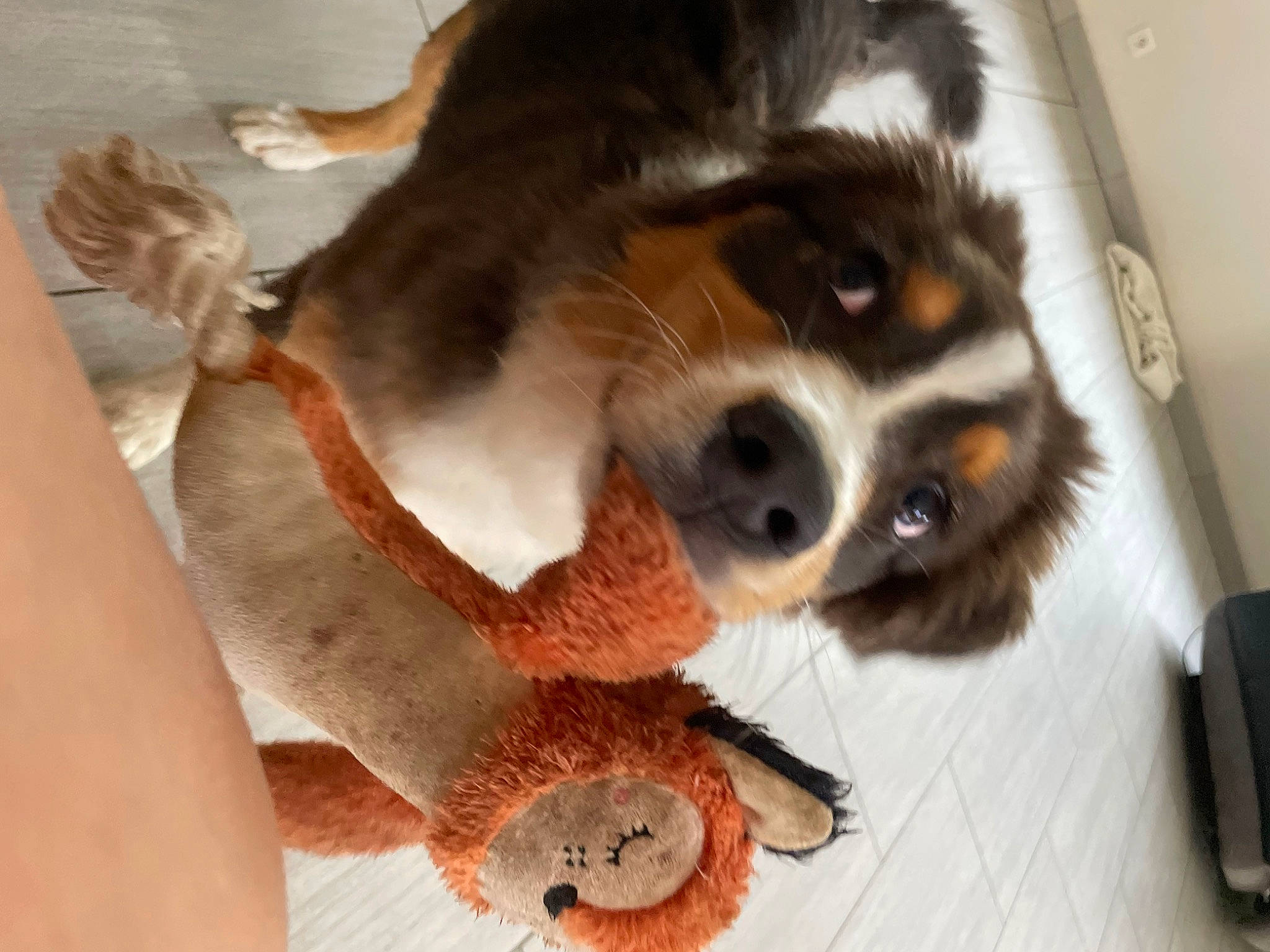 Uppa a rejoint le concours — aidez-le/la à gagner de superbes lots ! canidae, carnivore, cavalier_king_charles_spaniel, collar, companion_dog, dog, dog_breed, dog_supply, fur, liver, paw, pet_supply, snout, spaniel, sporting_group, stuffed_toy, terrestrial_animal, toy, toy_dog, working_animal