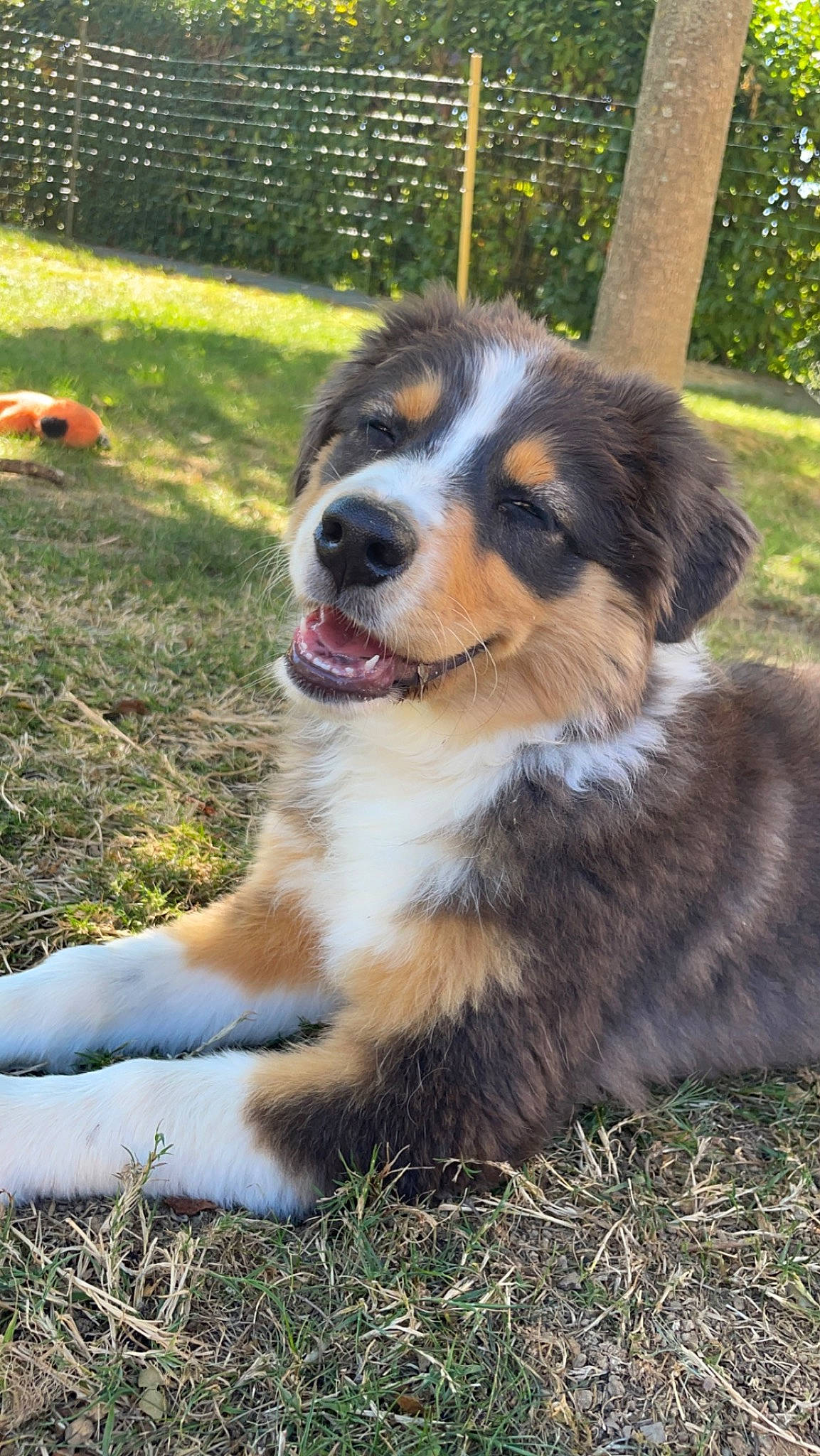 Uppa a rejoint le concours — aidez-le/la à gagner de superbes lots ! bernese_mountain_dog, carnivore, companion_dog, dog, dog_breed, fence, fur, grass, herding_dog, plant, snout, terrestrial_animal, tree, whiskers, working_dog
