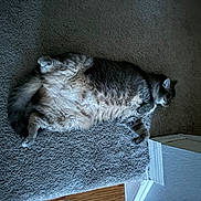 Margot joined the competition — help win amazing prizes! cat, fluffy, carpet, indoor, pet, relaxed, animal, feline, lying_down, light, shadow, doorway, home, cute, fur, whiskers, paws, tail, mammal, resting