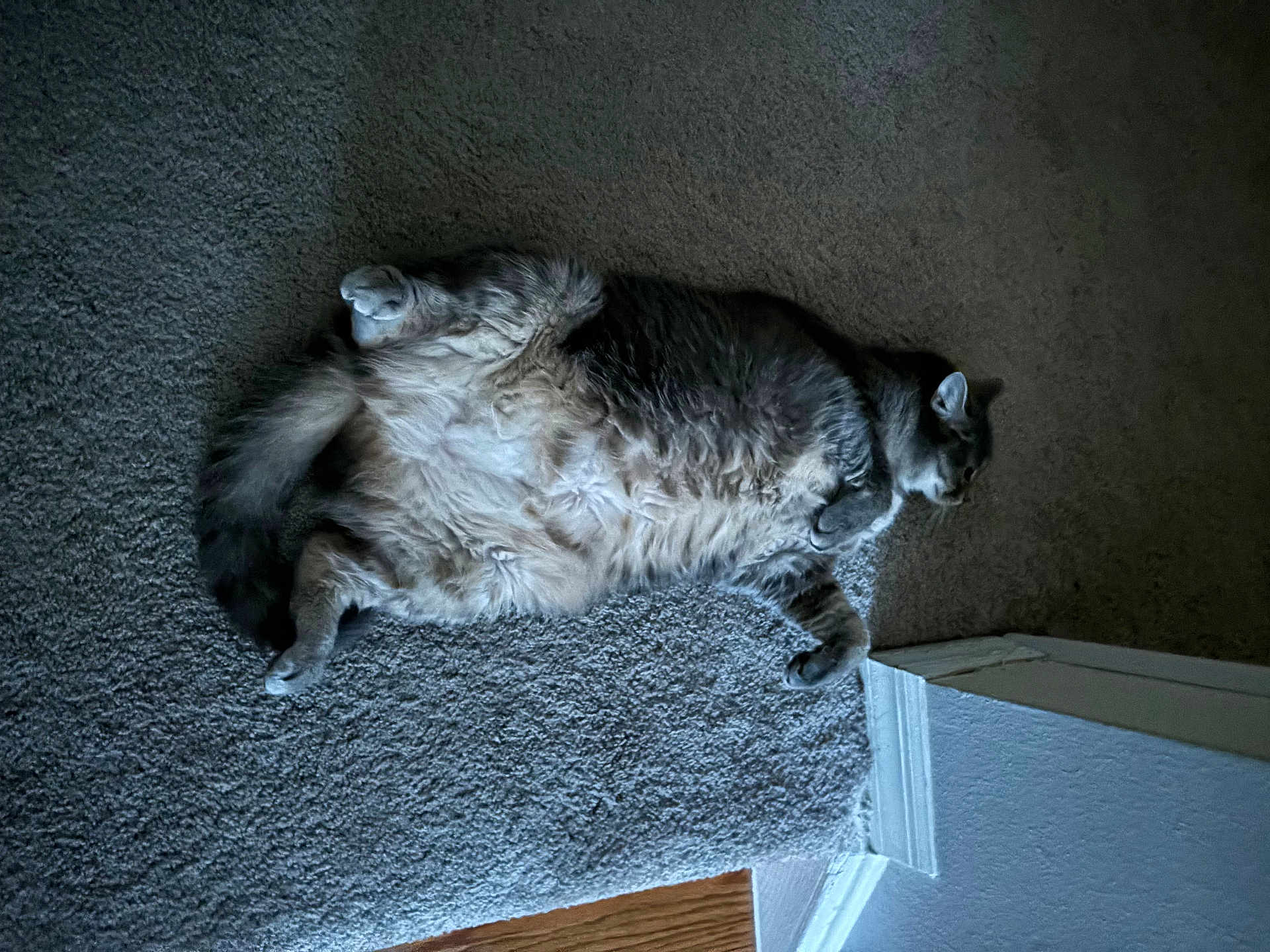 Margot joined the competition — help win amazing prizes! cat, fluffy, carpet, indoor, pet, relaxed, animal, feline, lying_down, light, shadow, doorway, home, cute, fur, whiskers, paws, tail, mammal, resting