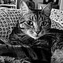 cat, tabby_cat, pet, animal, feline, close_up, black_and_white, whiskers, ears, eyes, bed, blanket, pattern, indoor, resting, fur, portrait, relaxed, cute, domestic_animal