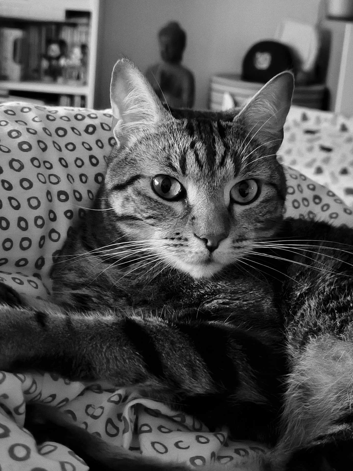 Wally a rejoint le concours — aidez-le/la à gagner de superbes lots ! cat, tabby_cat, pet, animal, feline, close_up, black_and_white, whiskers, ears, eyes, bed, blanket, pattern, indoor, resting, fur, portrait, relaxed, cute, domestic_animal