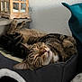 Wally a rejoint le concours — aidez-le/la à gagner de superbes lots ! cat, tabby, sleeping, pet_bed, cozy, indoor, feline, relaxed, paws, fur, whiskers, home, resting, cute, animal, adorable, comfort, domestic, nap, quiet