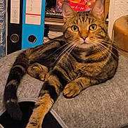 Wally participe au concours pour gagner de l'argent avec cette photo : cat, tabby_cat, pet_bed, indoor, furniture, bookshelf, books, binder, curious, relaxed, whiskers, ears, paw, striped, animal, mammal, domestic_cat, floor, feline, resting