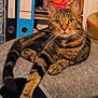 cat, tabby_cat, pet_bed, indoor, furniture, bookshelf, books, binder, curious, relaxed, whiskers, ears, paw, striped, animal, mammal, domestic_cat, floor, feline, resting