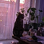cat, silhouette, table, potted_plants, curtains, sunset, window, indoor, home_decor, candle, soft_light, shadow, cozy, floor, rug, glass_jar, plant_pot, quiet, still_life, evening