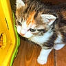 kitten, cat, animal, pet, fur, white, orange, gray, curious, wooden_floor, indoor, small, cute, young, exploring, closeup, yellow_object, playful, domestic_cat, feline