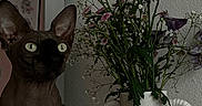 Vénus a rejoint le concours — aidez-le/la à gagner de superbes lots ! sphynx_cat, cat, flower_vase, flowers, indoor, plant, purple_flowers, pink_flowers, white_vase, curious, pet, animal, wall, decor, still_life, closeup, portrait, moody_lighting, texture, ears
