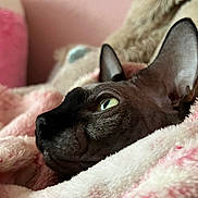 Vénus a rejoint le concours — aidez-le/la à gagner de superbes lots ! sphynx_cat, cat, hairless_cat, pet, close_up, profile, green_eye, ear, blanket, pink, white, fuzzy, soft_texture, indoor, cozy, resting, animal, furless, cute, portrait