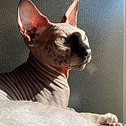 Vénus participe au concours pour gagner de l'argent avec cette photo : animal, background, cat, close_up, feline, hairless, indoor, large_ears, pet, portrait, relaxed, resting, shadow, side_view, soft_light, sphynx_cat, sunlight, texture, wrinkled_skin, yellow_eyes