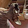 Vénus