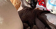 Vénus participe au concours pour gagner de l'argent avec cette photo : animal, bed, cat, closeup, cozy, cute, feline, hairless, indoor, pet, pillow, pink_wall, plush_toy, portrait, relaxed, resting, shadow, soft_texture, sphynx_cat, sunlight