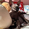 Vénus participe au concours pour gagner de l'argent avec cette photo : sphynx_cat, cat, hairless, pet, indoor, plush_toy, pillow, bed, sunlight, shadow, animal, feline, relaxed, resting, cozy, soft_texture, pink_wall, cute, closeup, portrait