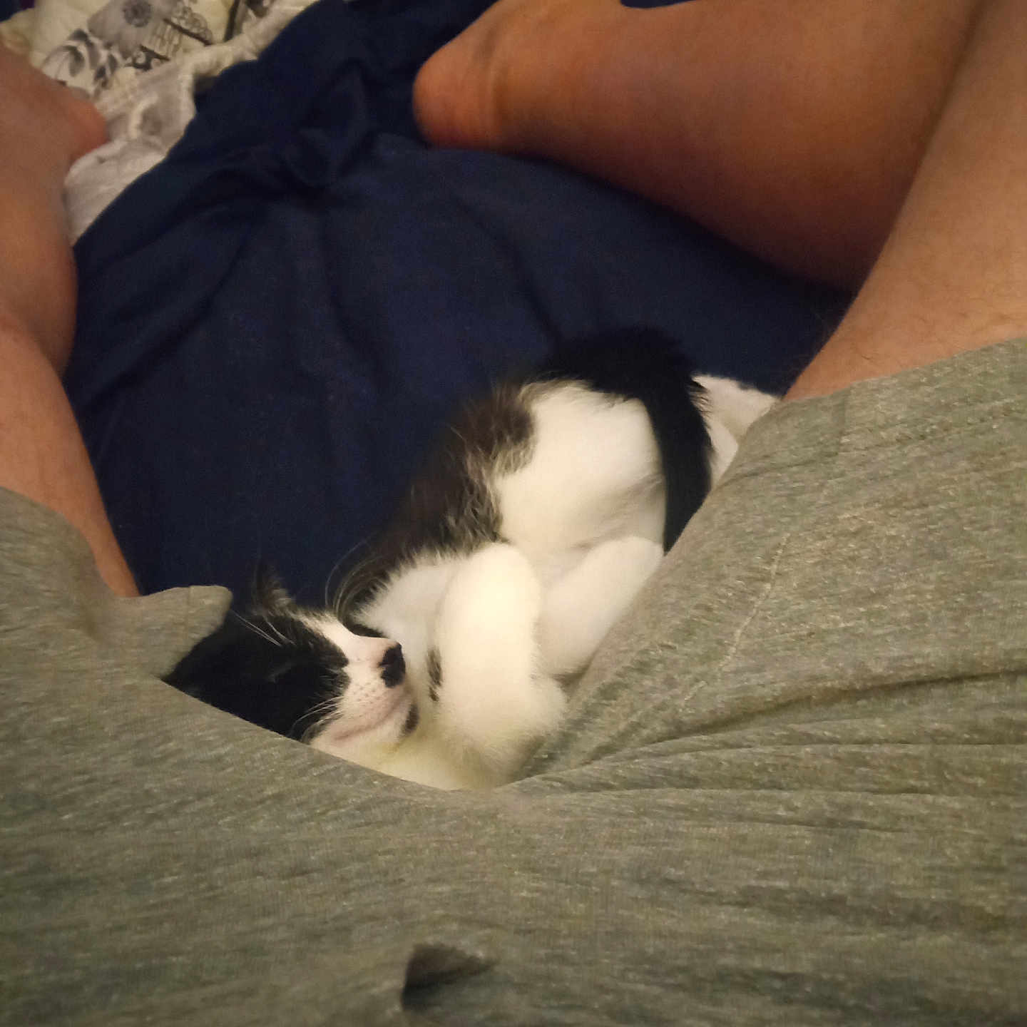 Rowdy is registered to the contest to win money with this photo: black_and_white, blanket, cat, comfort, cozy, curled_up, cute, fur, grey_shorts, indoor, kitten, legs, nap, person, pet, quilt, relaxation, resting, sleeping, small