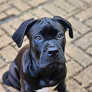 Storm is registered to the contest to win money with this photo: puppy, dog, black_fur, pet, animal, outdoor, brick_pavement, sitting, young_dog, cute, adorable, ears, eyes, snout, fur, canine, looking_up, portrait, young_animal, domestic_animal