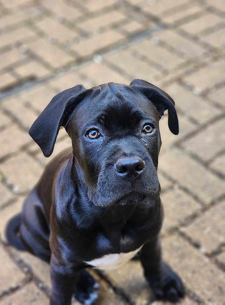 Storm is registered to the contest to win money with this photo: puppy, dog, black_fur, pet, animal, outdoor, brick_pavement, sitting, young_dog, cute, adorable, ears, eyes, snout, fur, canine, looking_up, portrait, young_animal, domestic_animal