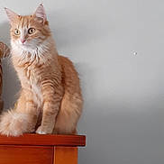 Babouchka a rejoint le concours — aidez-le/la à gagner de superbes lots ! cat, orange_tabby, fluffy, sitting, wooden_surface, indoor, pet, feline, curious, fur, whiskers, ears, tail, domestic_animal, animal, portrait, side_view, gray_wall, calm, alert
