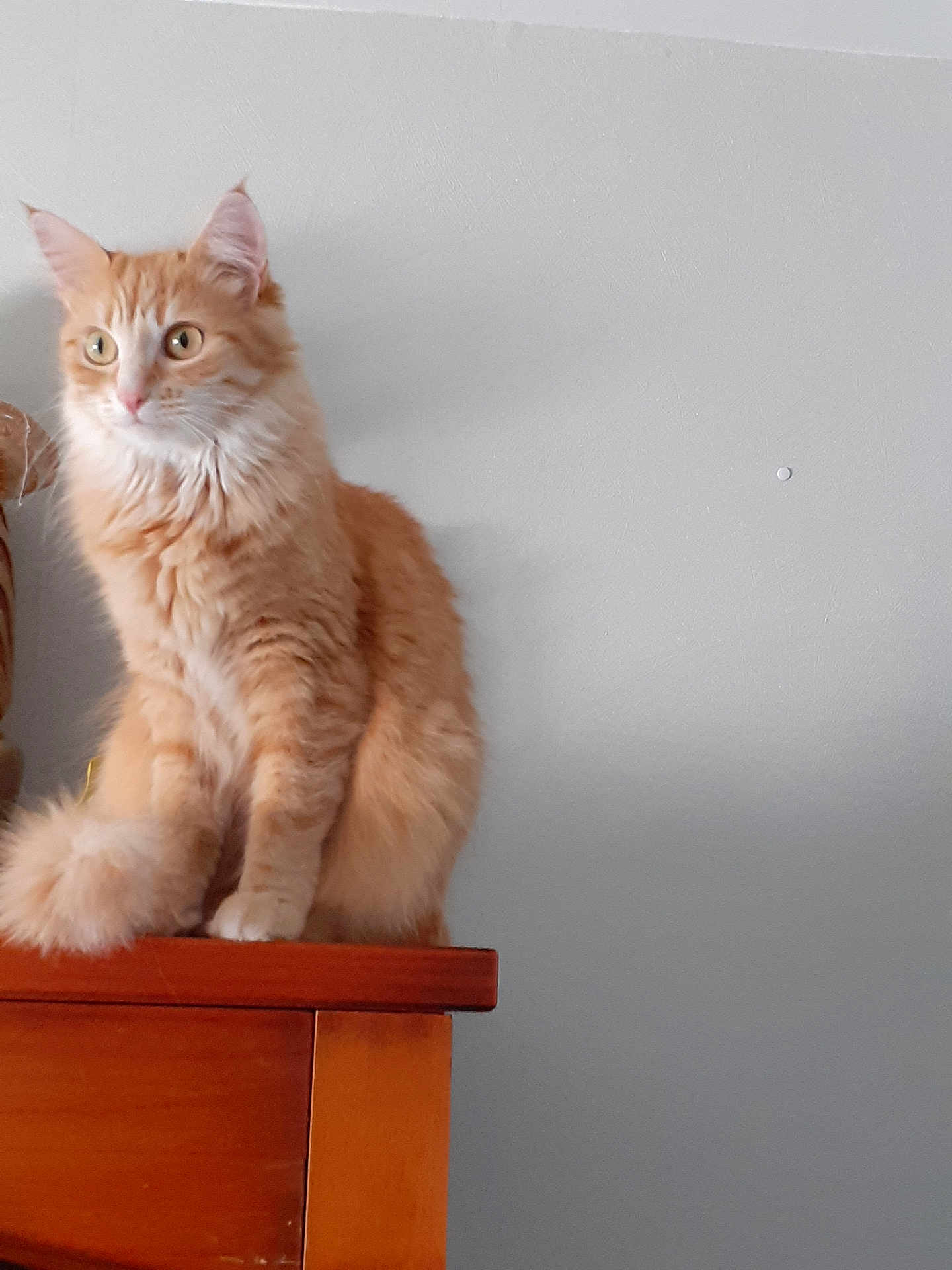 Babouchka a rejoint le concours — aidez-le/la à gagner de superbes lots ! cat, orange_tabby, fluffy, sitting, wooden_surface, indoor, pet, feline, curious, fur, whiskers, ears, tail, domestic_animal, animal, portrait, side_view, gray_wall, calm, alert