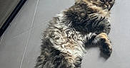 Sully a rejoint le concours — aidez-le/la à gagner de superbes lots ! angora, animal, architecture, building, cat, couch, furniture, hardwood, indoors, interiordesign, kitten, livingroom, manx, person, pet, room, slate, sleeping, table, wood