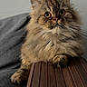 Sully participe au concours pour gagner de l'argent avec cette photo : abyssinian, angora, animal, cat, computer, couch, electronics, furniture, hardwood, kitten, laptop, lumber, manx, pc, pet, plywood, siamese, wood