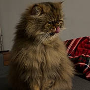 Sully participe au concours pour gagner de l'argent avec cette photo : animal, blanket, brown, cat, companion, cozy, cute, domestic, feline, fluffy, fur, indoor, licking, long_hair, nose, pet, plaid, relaxed, sitting, whiskers