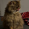 animal, blanket, brown, cat, companion, cozy, cute, domestic, feline, fluffy, fur, indoor, licking, long_hair, nose, pet, plaid, relaxed, sitting, whiskers